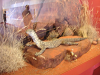 s_A_PICT0512_thumb.png